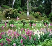 Botanical Garden at Darjeeling
